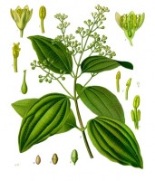 Kaneel (uit Koehler, 1887) / Bron: Franz Eugen Köhler, Köhler's Medizinal-Pflanzen, Wikimedia Commons (Publiek domein)