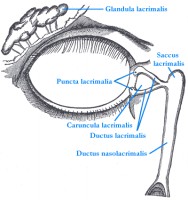 Oog met traanklier en traanzakje. Glandula lacrimalis = traanklier Ductus nasolacrimalis = traanbuis. / Bron: Henry Vandyke Carter, Wikimedia Commons (Publiek domein)
