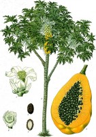 Carica papaja (botanische tekening) / Bron: Franz Eugen Köhler, Köhler's Medizinal-Pflanzen, Wikimedia Commons (Publiek domein)