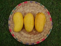 Sindhri mango (uit Pakistan) / Bron: Khalid Mahmood, Wikimedia Commons (CC BY-SA-3.0)