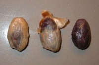 Cacaobonen met en zonder zaadmantel / Bron: Abrahami, Wikimedia Commons (CC BY-SA-2.5)