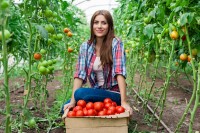 Tomaten bevatten veel kalium / Bron: Vlad Teodor/Shutterstock.com
