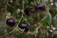 Zwarte tomaten / Bron: Levi Clancy, Wikimedia Commons (CC0)