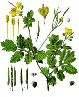 Botanische tekening van stinkende gouwe / Bron: Franz Eugen Köhler, Köhler's Medizinal-Pflanzen, Wikimedia Commons (Publiek domein)
