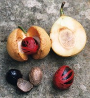 Vruchten (rijp en onrijp) en zaden van de muskaatboom. Het rijpe zaad bestaat uit (van binnen naar buiten) het bruine kiemwit (de muskaatnoot), een zwarte zaadhuid (de dop), en een rode zaadrok (in gedroogde vorm de specerij foelie). / Bron: Alexander Daniel, Wikimedia Commons (CC BY-SA-3.0)