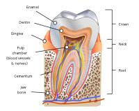Menselijke tand / Bron: KDS4444, Wikimedia Commons (CC BY-SA-4.0)
