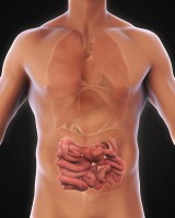 Malabsorptie is een aandoening aan de dunne darm / Bron: Nerthuz/Shutterstock.com