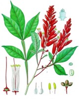 Quassia amara (Koehler, 1887) / Bron: Franz Eugen Köhler, Köhler's Medizinal-Pflanzen, Wikimedia Commons (Publiek domein)