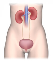 Urinestelsel met de nieren / Bron: Alila Medical Media/Shutterstock