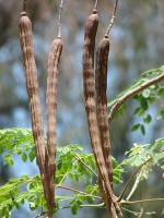 Kenmerkende vruchten van Moringa oleifera / Bron: Forest & Kim Starr, Wikimedia Commons (CC BY-3.0)