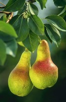 Twee peren aan een boom / Bron: Keith Weller, Wikimedia Commons (Publiek domein)