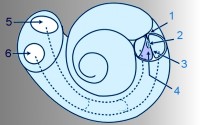 Schematische tekening van het slakkenhuis. 1: zenuw, 2: orgaan van Corti, 3: basilaire membraan, 4: scala media, 5: ovaal venster, 6: rond venster. Gestippelde lijnen: paden van de geluidstransmissie / Bron: Dicklyon / Ellywa, Wikimedia Commons (Publiek domein)