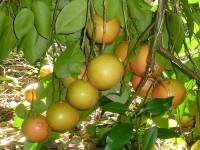 Grapefruits aan een boom / Bron: Lipsio, Wikimedia Commons (CC BY-SA-3.0)
