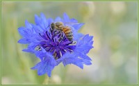 Honingbij op een korenbloem / Bron: Terry Lucas, Wikimedia Commons (CC BY-3.0)
