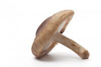Shiitake, een eetbare paddenstoel / Bron: Istock.com/PicturePartners