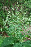 Chia, ook wel bekend als Salvia hispanica / Bron: Pancrat, Wikimedia Commons (CC BY-SA-3.0)