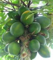 Carica papaya / Bron: Phyzome is Tim McCormack, Wikimedia Commons (CC BY-SA-3.0)