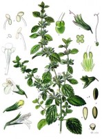 Botanische tekening van de citroenmelisse / Bron: Franz Eugen Köhler, Köhler's Medizinal-Pflanzen, Wikimedia Commons (Publiek domein)