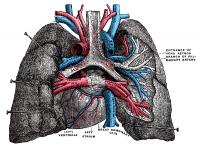 De longslagaders (pulmonary artery) aanzicht / Bron: Henry Vandyke Carter, Wikimedia Commons (Publiek domein)