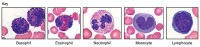 Vijf verschillende soorten leukocyten / Bron: OpenStax College, Wikimedia Commons (CC BY-3.0)