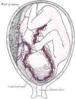 Foetus in de baarmoeder, tussen de vijfde en zesde maand / Bron: Henry Vandyke Carter, Wikimedia Commons (Publiek domein)