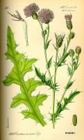 Botanische tekening van de akkerdistel / Bron: Publiek domein, Wikimedia Commons (PD)