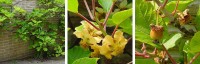 Foto's (genomen in België) van kiwiplant, mannelijke bloem (kan ook wit zijn) en jonge vrucht / Bron: Wouterhagens at Dutch Wikipedia, Wikimedia Commons (CC BY-SA-3.0)