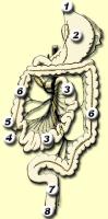 Het maag-darmstelsel: 1. slokdarm, 2. maag, 3. dunne darm, 4. appendix, 5. blindedarm, 6. colon ascendens (links), colon transversum (horizontaal), colon descendens (rechts), 7. endeldarm, 8. anus / Bron: Edelhart Kempeneers, Wikimedia Commons (Publiek domein)