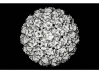 Het eiwitomhulsel (capside) van een papillomavirus / Bron: Publiek domein, Wikimedia Commons (PD)