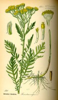 Botanische tekening van boerenwormkruid / Bron: Prof. Dr. Otto Wilhelm Thomé (1840-1925), Wikimedia Commons (Publiek domein)