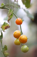 Zelf tomaten kweken / Bron: Jithindop, Wikimedia Commons (CC BY-SA-3.0)
