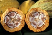 Verse cacaobonen in hun peul / Bron: Keith Weller, USDA ARS, Wikimedia Commons (Publiek domein)