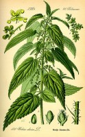 Urtica dioica (grote brandnetel) van Thomé, Flora von Deutschland, Österreich und der Schweiz 1885 / Bron: Publiek domein, Wikimedia Commons (PD)