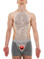 Ligging van de blaas in het lichaam / Bron: Decade3d/Shutterstock.com