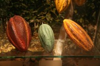 Drie hoofdrassen van cacao: Criollo, Trinitario en Forastero / Bron: Tamorlan, Wikimedia Commons (CC BY-3.0)