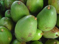 Vruchten van de avocado / Bron: David Monniaux, Wikimedia Commons (CC BY-SA-3.0)