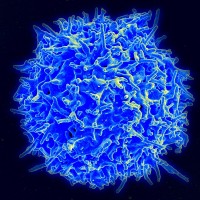 Gezonde menselijke T-cel / Bron: NIAIDNIH, Wikimedia Commons (Publiek domein)