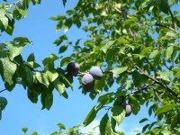 Kwets, in Nederland de naam voor een bepaald pruimenras (Prunus domestica subsp. domestica)  / Bron: Stanislas PERRIN, Wikimedia Commons (Publiek domein)