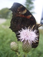 Ook vlinders als de dagpauwoog komen graag op de nectar af / Bron: Me, Wikimedia Commons (Publiek domein)