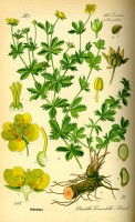 Botanische tekening van tormentil / Bron: Publiek domein, Wikimedia Commons (PD)