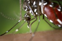 De 'Aedes albopictus' (Aziatische tijgermug) / Bron: James Gathany, Wikimedia Commons (Publiek domein)
