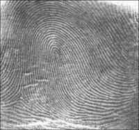 Een tepel is net zo uniek als een vingerafdruk / Bron: Publiek domein, Wikimedia Commons (PD)