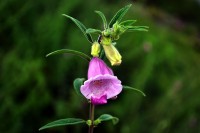 De bloem van sesam vertoont veel gelijkenis met vingerhoedskruid / Bron: Mullookkaaran, Wikimedia Commons (CC BY-SA-3.0)