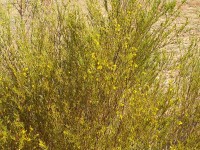Rooibosplant (Clanwilliam, Zuid-Afrika) / Bron: Winfried Bruenken (Amrum), Wikimedia Commons (CC BY-SA-2.5)