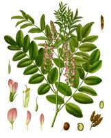 Zoethoutplant / Bron: Franz Eugen Köhler, Köhler's Medizinal-Pflanzen, Wikimedia Commons (Publiek domein)