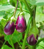 Ontwikkeling van de aubergine / Bron: Joydeep, Wikimedia Commons (CC BY-SA-3.0)