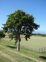 Een Cananga-odorata in Maui / Bron: Forest & Kim Starr, Wikimedia Commons (CC BY-3.0)