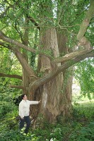 Japanse notenboom in Doornik (België), geplant rond 1766 / Bron: Jean-Pol GRANDMONT, Wikimedia Commons (CC BY-3.0)