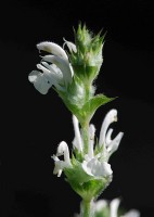 De bloemen van chia zijn paars of wit  / Bron: Pancrat, Wikimedia Commons (CC BY-SA-3.0)