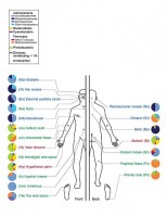 De verspreiding van verschillende micro-organismen (microbioom) over verschillende lichaamsregio's / Bron: Darryl Leja, NHGRI, Wikimedia Commons (Publiek domein)
